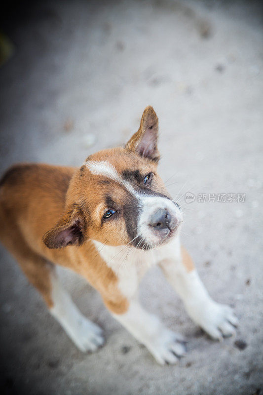 杂交幼犬