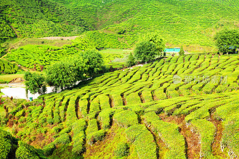 茶园景观