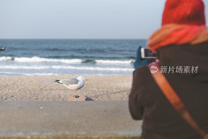 游客拍海鸥