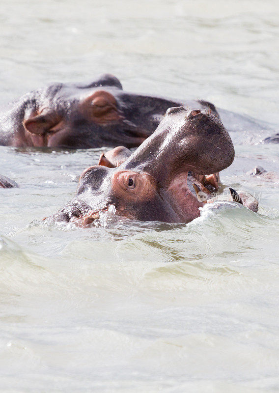 南非iSimangaliso湿地公园的河马