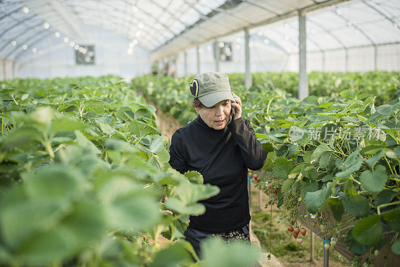 高级农民在自己的农场使用智能手机。