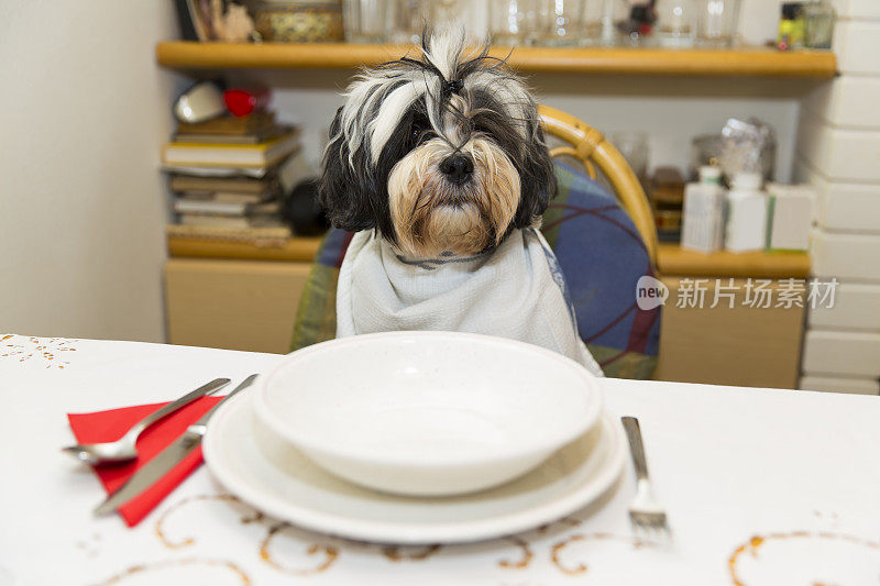 可爱的狗坐在桌子旁，等待晚餐