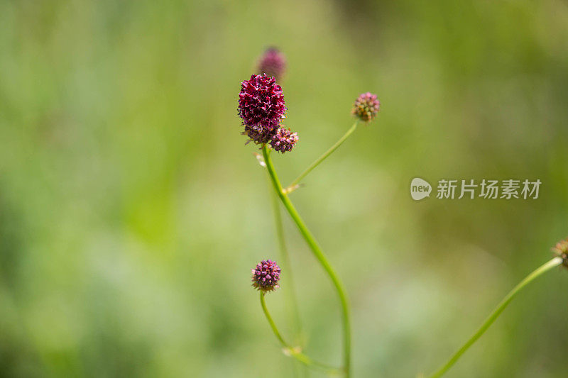 蒙古:康爱山上的红色野花