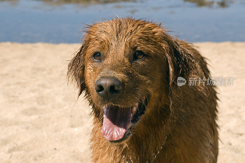 潮湿和快乐的金毛寻回犬