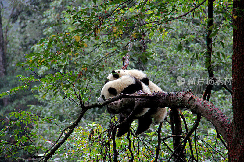 悬挂在树枝上的两只熊猫-中国