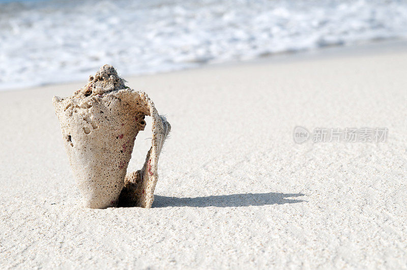 海滩上的旧贝壳