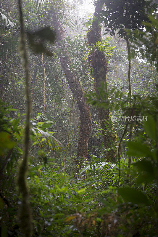 热带雨林