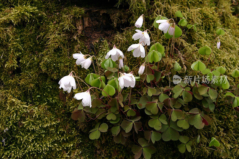 森林里的花