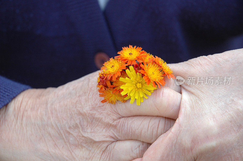 老婆婆的手捧着花