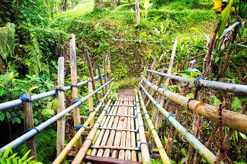 巴厘岛梯田中的临时竹桥