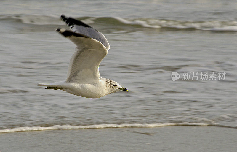 展翅翱翔的海鸥