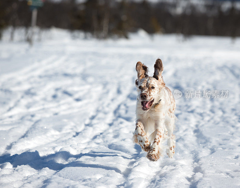 挪威雪地里奔跑的英国塞特犬