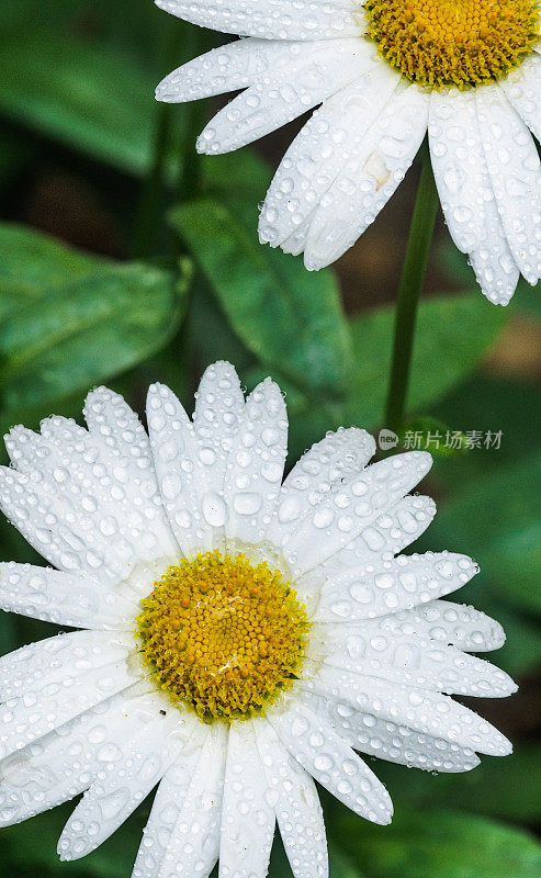 小雨打在雏菊