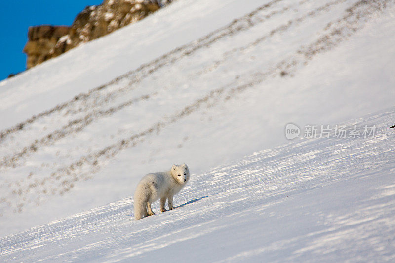 白色的北极狐在雪地里行走