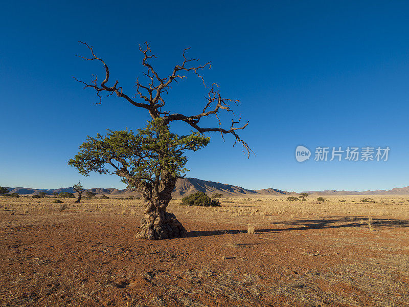 骆驼刺树，纳米比亚