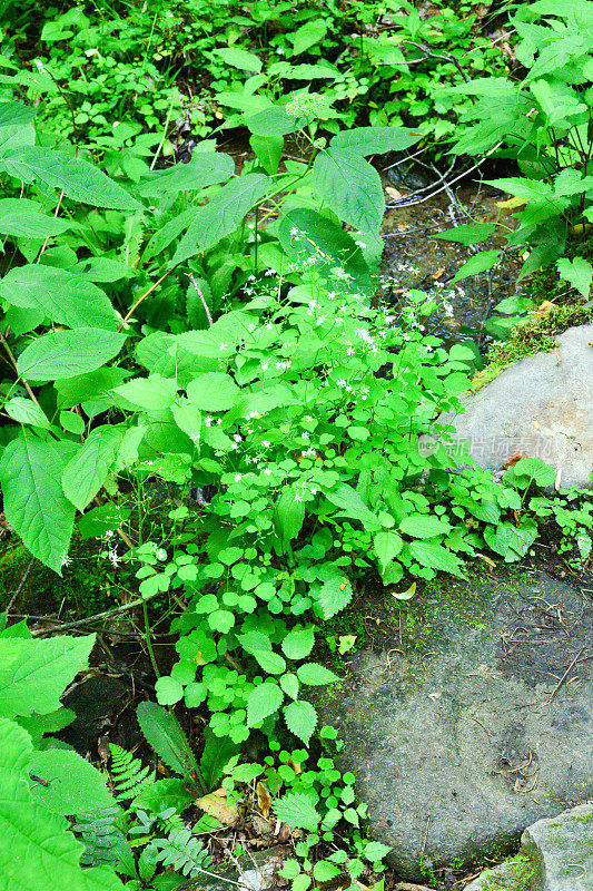 大烟山的野花