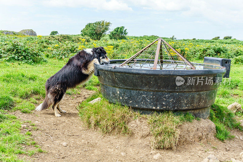 从食槽里喝水的博德牧羊犬