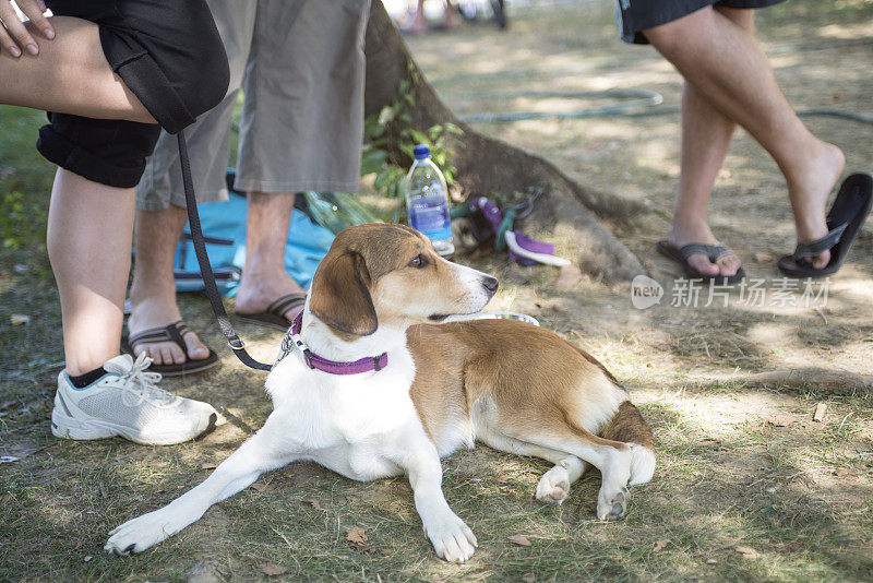 德国猎犬在欧洲斯洛文尼亚的阴凉处休息