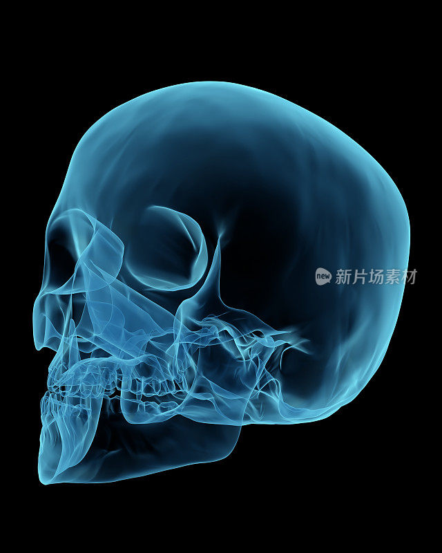 3D渲染就像x射线的人类头骨