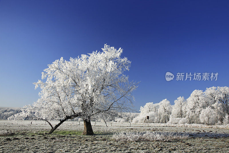 冷淡的景观