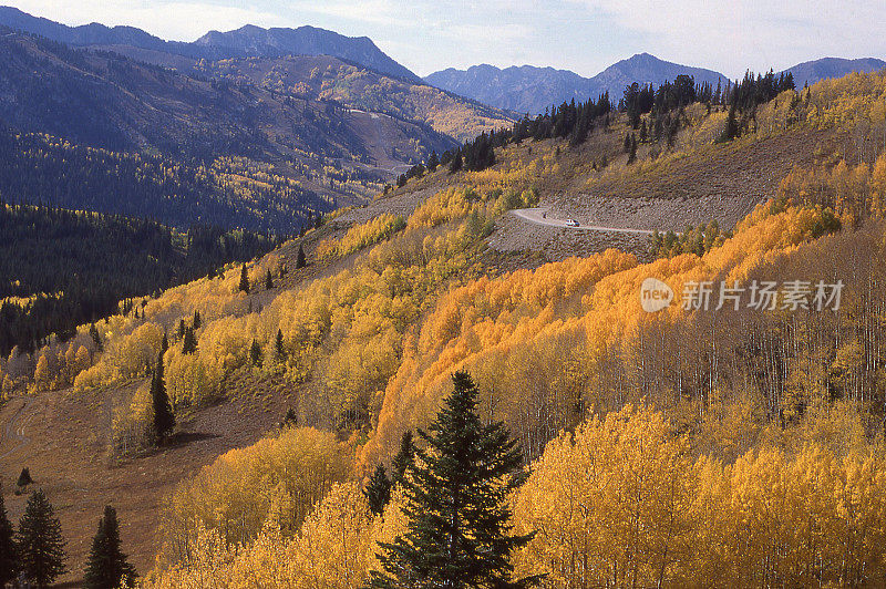 秋天的金叶，大杨木峡谷，沃萨奇山脉，犹他州