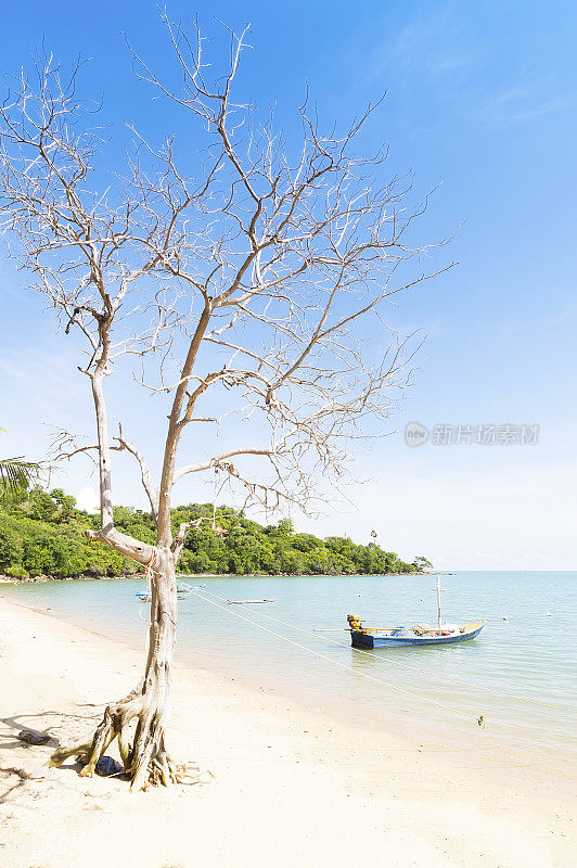 海滩上的枯树