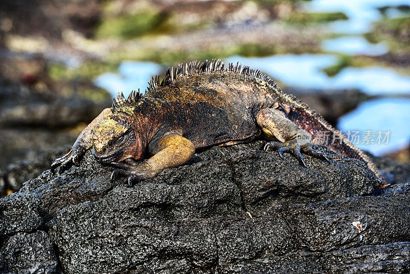 加拉帕戈斯群岛圣地亚哥岛黑色岩石上的海鬣蜥