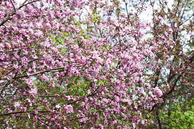 粉红色的海棠花在春天盛开