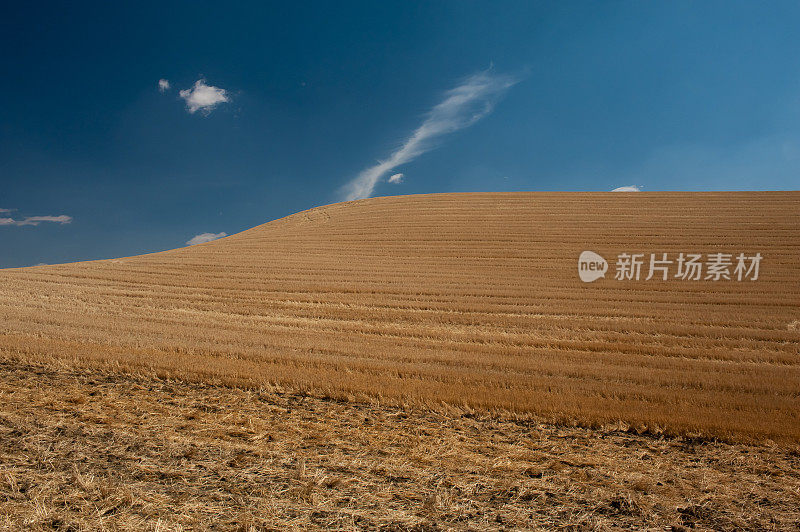 帕卢斯麦田