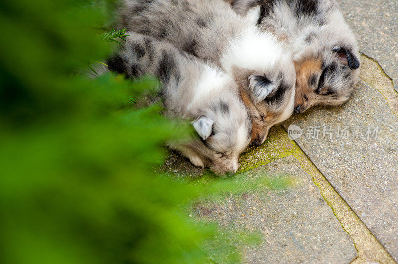 5周大的设得兰牧羊犬幼犬正在睡觉