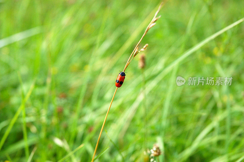 绿色草地上的瓢虫