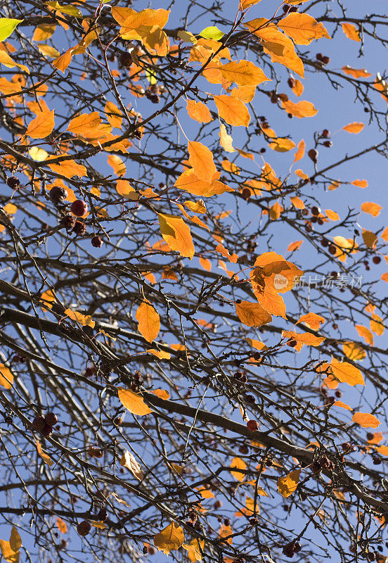 秋天的山楂树
