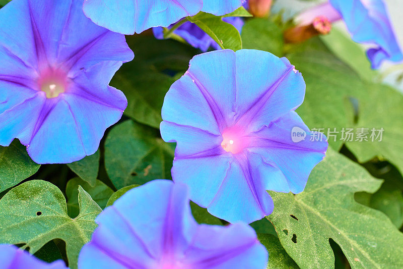 旋花“摩洛哥之美”花