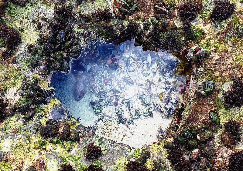 充满微型海洋生物的潮汐池