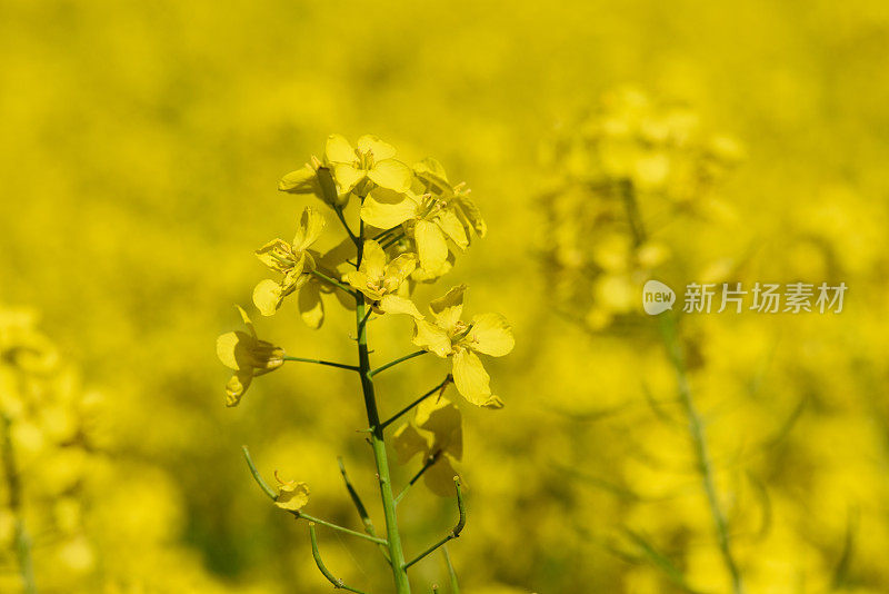 油菜花细节