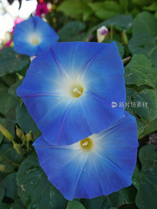 圆蓝色开放花牵牛花植物