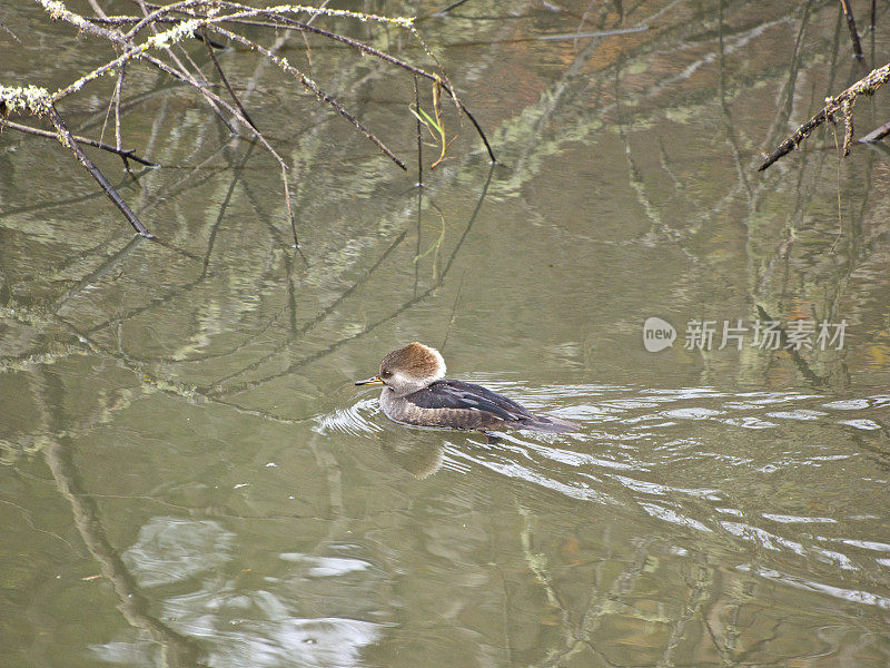 冠秋鸭水禽在池塘倒影树中游泳