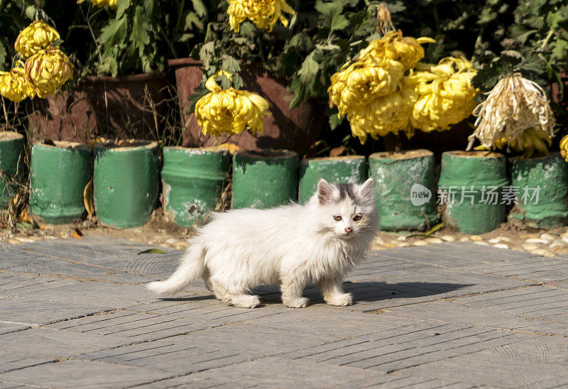 小猫咪在花盆前