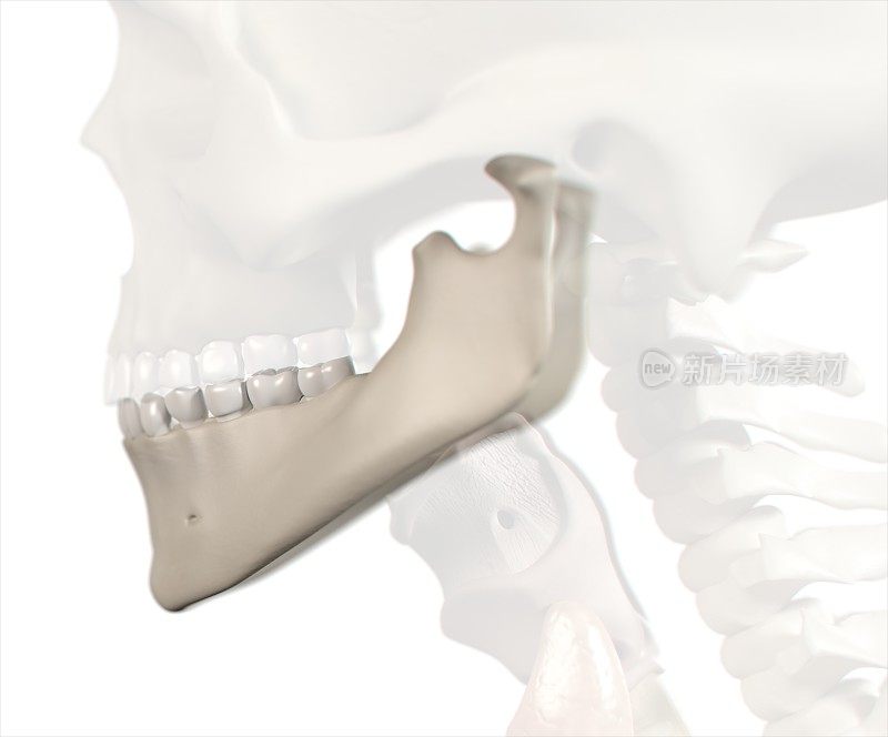 为牙科，牙科护理，医科学生的人类牙齿解剖牙科模型。三维演示
