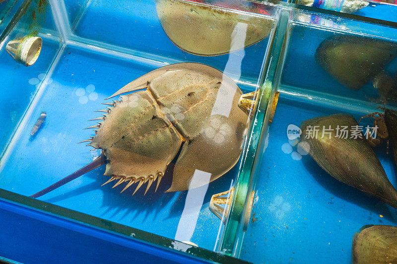 广州鱼市的马蹄蟹