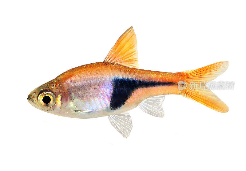 拉斯博拉异型淡水水族鱼