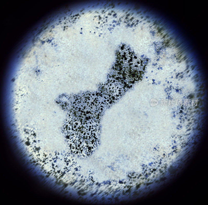 通过显微镜观察关岛形状的细菌。(系列)