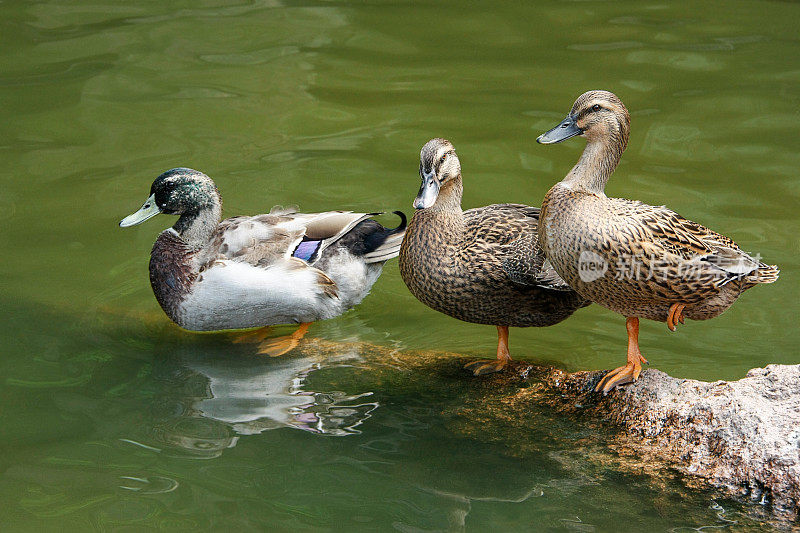 三只鸭子站在水边的一块石头上