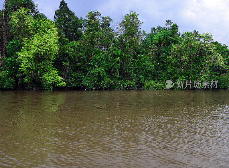 文莱达鲁萨兰国坦布隆地区河边的雨林