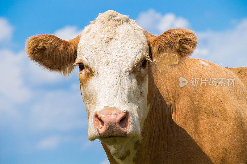 奶牛的脸像一个棕色的奶牛在牧场与蓝天在夏天