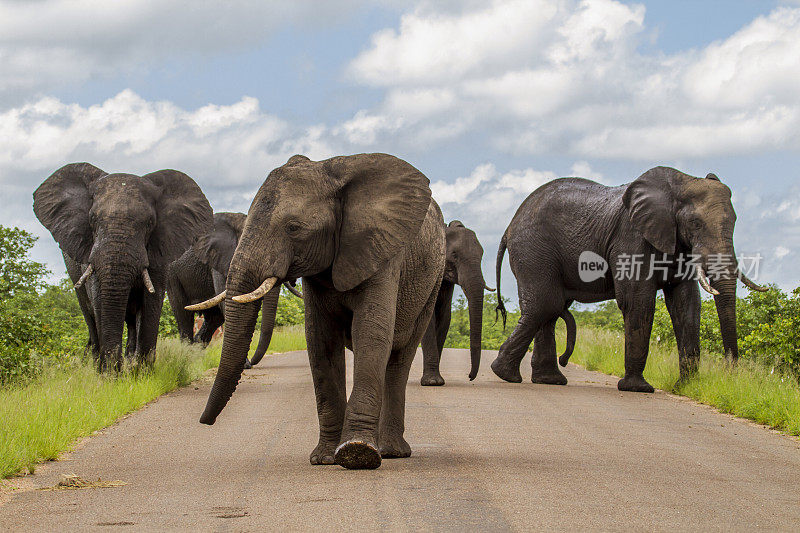 克鲁格公园公路上的一群非洲丛林象