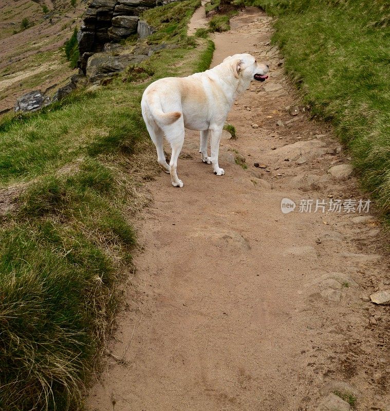 在小路上行走的拉布拉多寻回犬