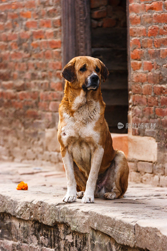 尼泊尔帕坦杜巴广场上的狗