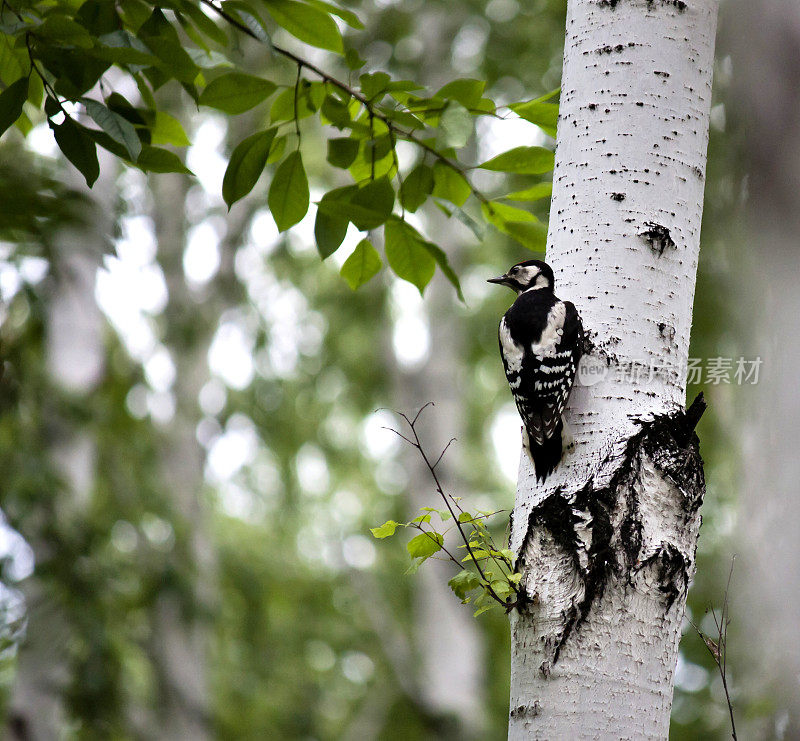 啄木鸟坐在树干上