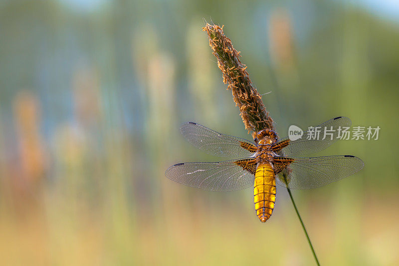 雌性宽体追逐蜻蜓
